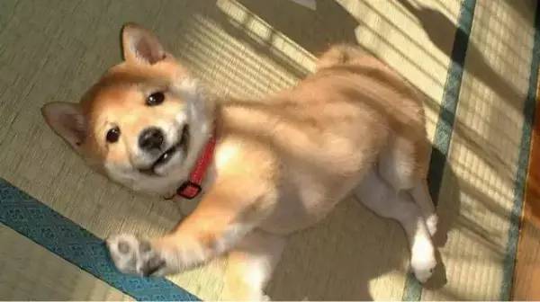 各种狗的身价排行榜,宠物狗什么狗最便宜还好看