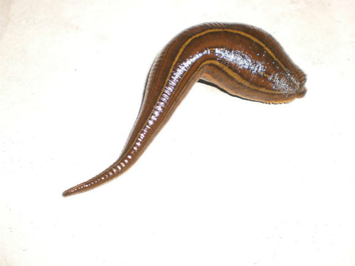 谁知道蚂蟥的药用价值,吸血蚂蟥有4大功效