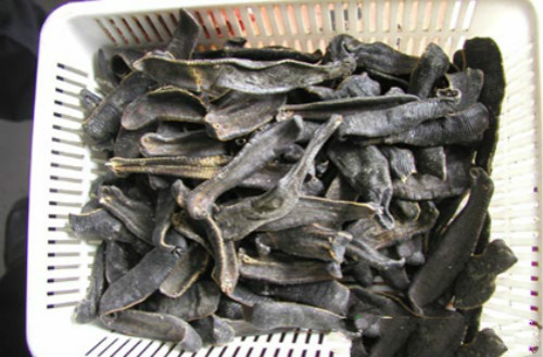 谁知道蚂蟥的药用价值,吸血蚂蟥有4大功效