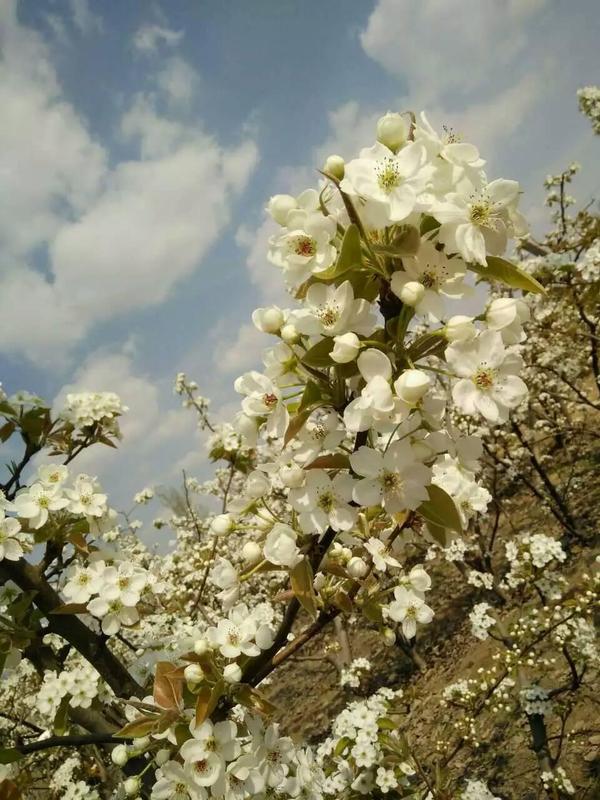 花朵语录唯美句子,夕阳西下花朵的唯美句子