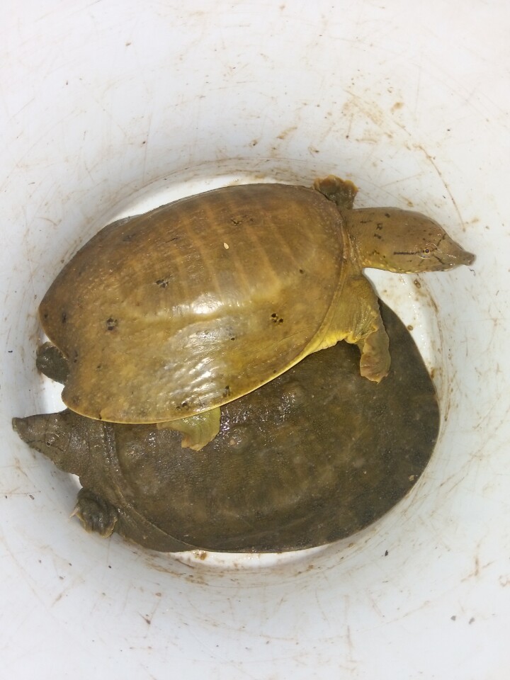 閽撶殑鐢查奔杩樿兘娲诲悧,閽撲笂鏉ョ殑鐢查奔鏈夊繉璁冲悧