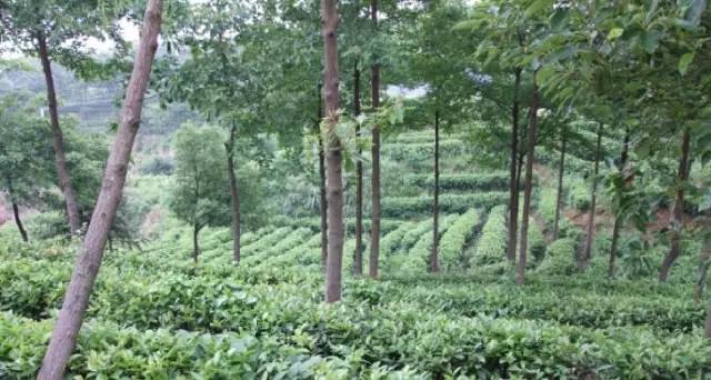 2017年度全国最美茶园,世界上最美茶园是哪里