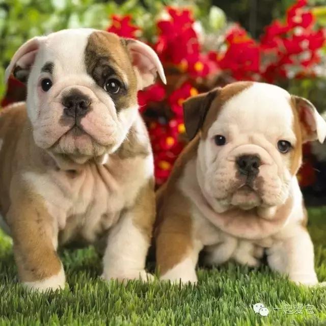 养宠知识不明确导致的惨案,养宠知识为什么猫咪总是看不起你