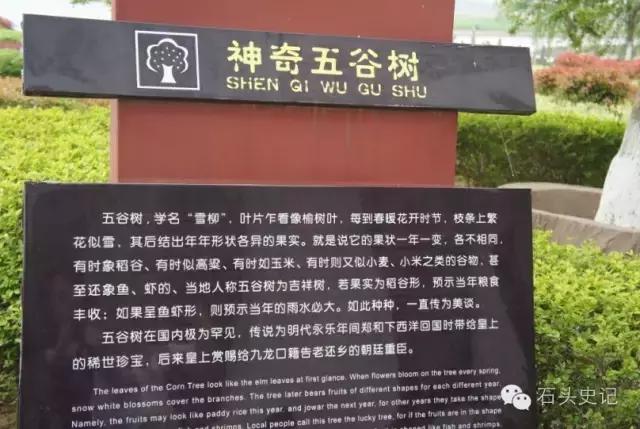 郑和下西洋带回祥瑞麒麟,郑和下西洋带回的植物