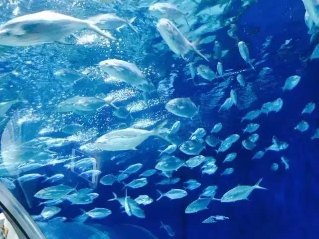 太原出发8个半小时就能到上海，这些门票免费！9月坐高铁去外滩