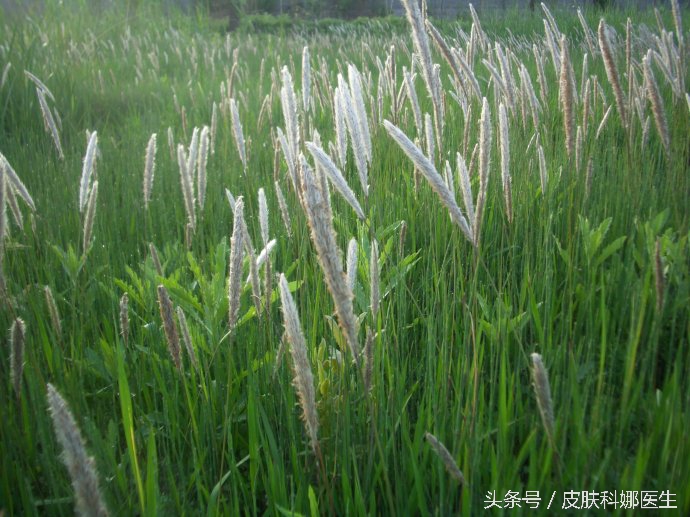 随处可见的杂草,随处可见长刺的野草