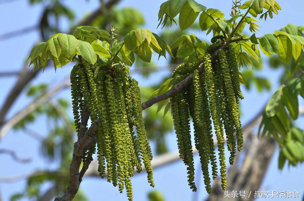 “绩溪大帝国”的英雄,爸妈喊你回家打山核桃啦