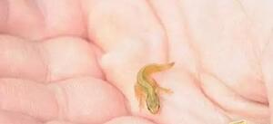 养在指尖的小萌物，哪一只会想让你抱回家？