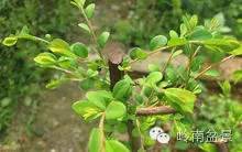 新手盆景入门视频,新手入手什么盆景