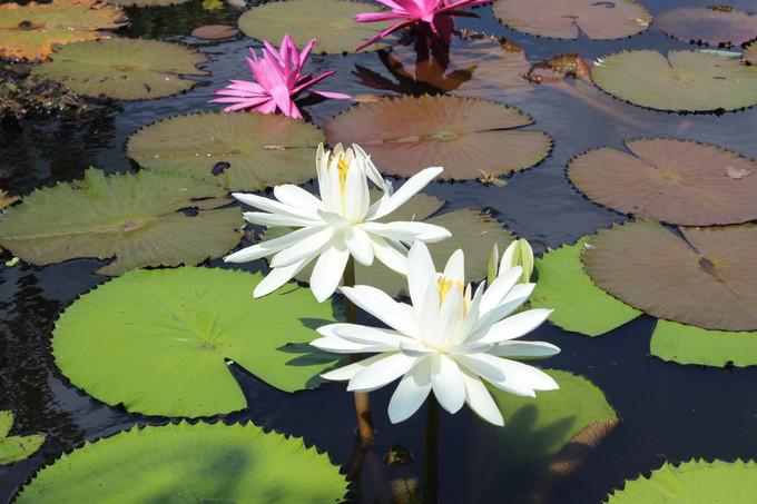 和闺蜜一起去三亚旅游的视频,和闺蜜去三亚旅游