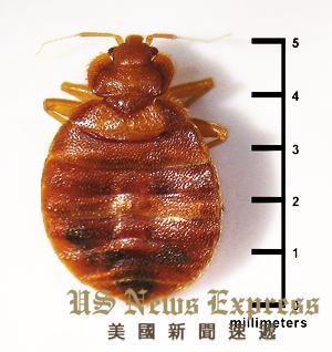 床虱来袭纽约、洛杉矶皆沦陷出游度假需谨慎