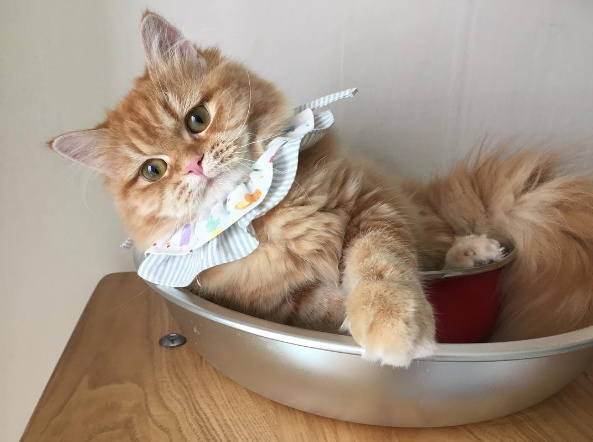 猫咪头上带了个粉色蝴蝶结表情包,狗狗控萌图视频