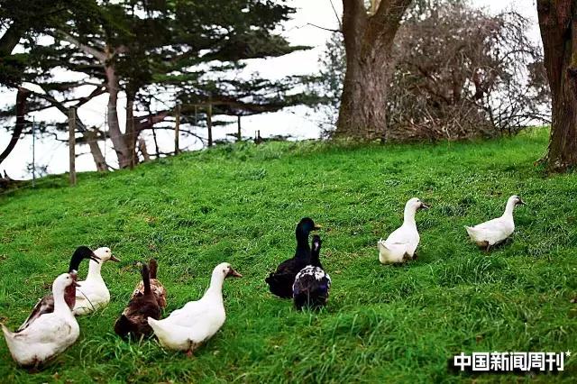 外国人买澳洲农场,澳洲农场价格表