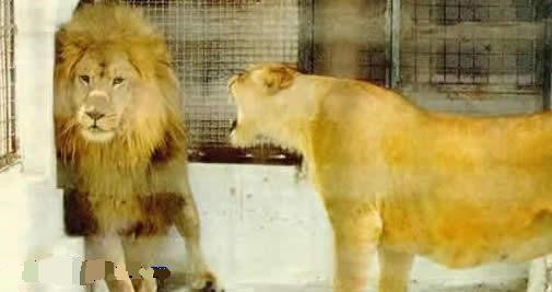 动物配文字搞笑图片,动物搞笑片段大全爆笑