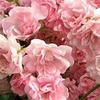 8.29本期新品美衣主题|行迹卢森堡，从容的生活姿态