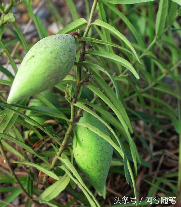 农村人最爱种植的20种“瓜”,你认识几个?|阿兮随笔