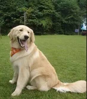 和狗生活在一起免疫力会变强吗,和狗一起生活有什么后果