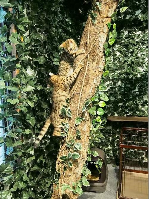 日本猫咖啡店,孟加拉猫咖啡