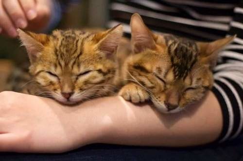 日本猫咖啡店,孟加拉猫咖啡