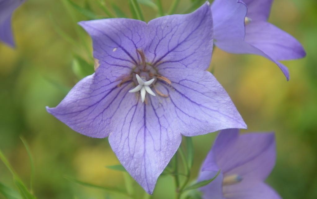 怎么问水瓶女生的兴趣爱好,水瓶女真的很不招男人喜欢吗