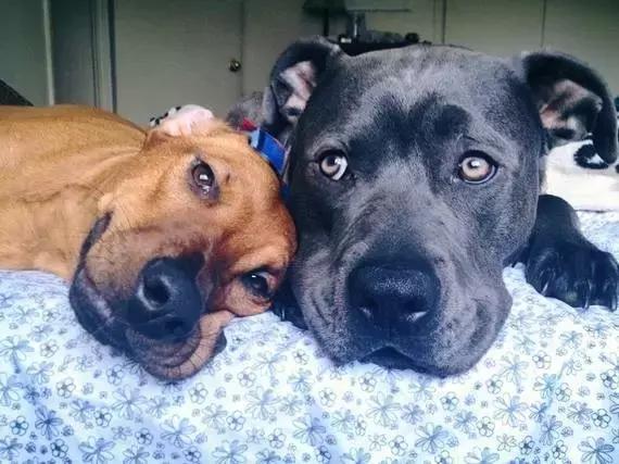 比特犬可爱的一面,比特犬没想象中的可怕