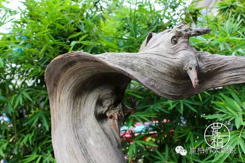 怎样才能买到又便宜又好的崖柏毛料？