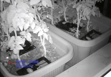 阳台种菜被老鼠偷吃怎么办,成熟的西红柿如何防止被老鼠吃掉