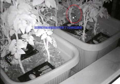 阳台种菜被老鼠偷吃怎么办,成熟的西红柿如何防止被老鼠吃掉