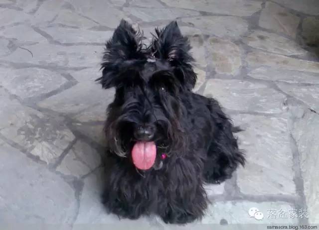 各种狗的身价排行榜,宠物狗什么狗最便宜还好看