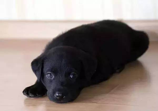 各种狗的身价排行榜,宠物狗什么狗最便宜还好看