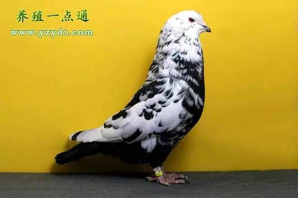 观赏鸽养殖赚钱吗,观赏鸽养殖市场前景分析