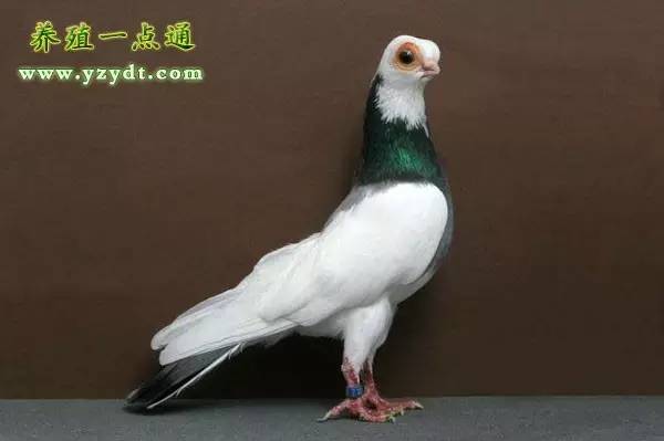 观赏鸽养殖赚钱吗,观赏鸽养殖市场前景分析