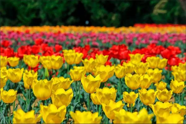 花朵语录唯美句子,夕阳西下花朵的唯美句子