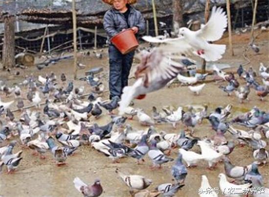 养鸽场怎么预防毛滴虫,养鸽场预防苍蝇妙招