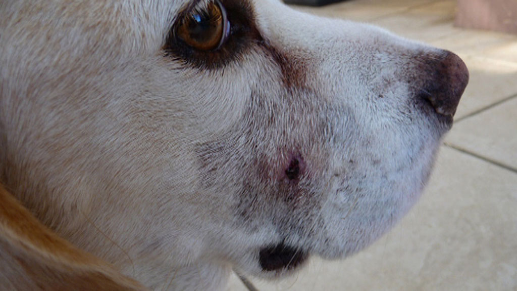 澳洲最好的抗癌药品,澳洲癌症新药研究出来了吗