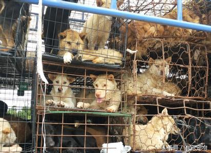 科普——犬猫绝育那些事（一）