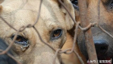 科普——犬猫绝育那些事（一）