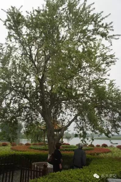 郑和下西洋带回祥瑞麒麟,郑和下西洋带回的植物