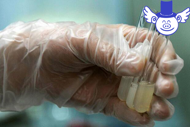 如何判断种公猪精液品质?异味过重的精液不能拿来人工授精!