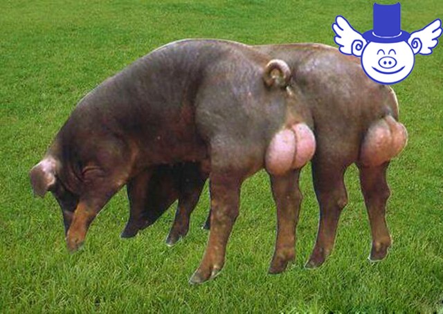 如何判断种公猪精液品质?异味过重的精液不能拿来人工授精!