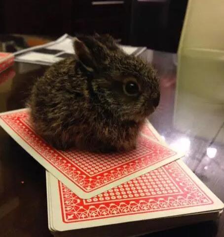 养在指尖的小萌物，哪一只会想让你抱回家？