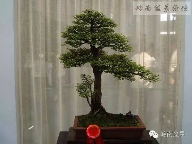 新手盆景入门视频,新手入手什么盆景