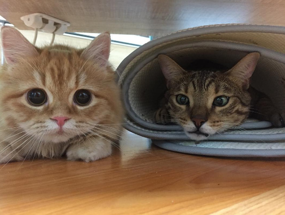 猫咪头上带了个粉色蝴蝶结表情包,狗狗控萌图视频