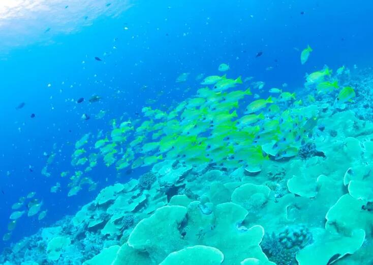 帕劳海底旅游攻略,帕劳海底世界景点