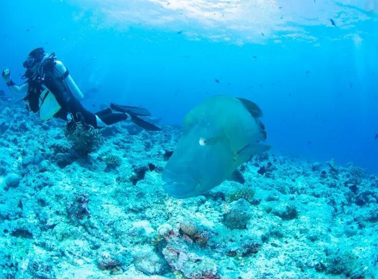 帕劳海底旅游攻略,帕劳海底世界景点