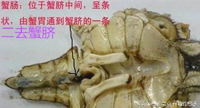 公螃蟹或者母螃蟹要怎么挑选,怎么挑公螃蟹和母螃蟹