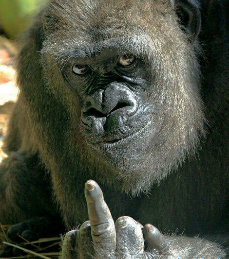 动物配文字搞笑图片,动物搞笑片段大全爆笑