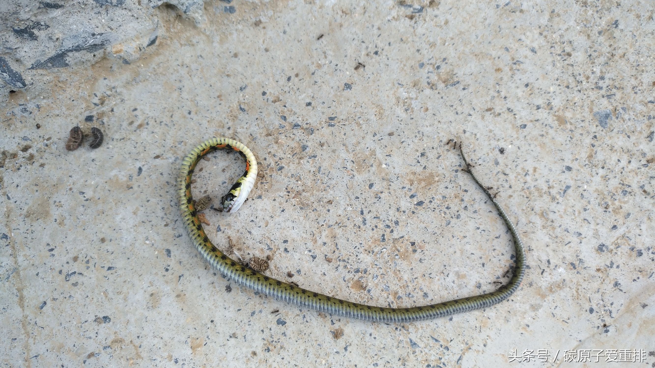 麦芒5有没有nfc,华为麦芒5体验评测