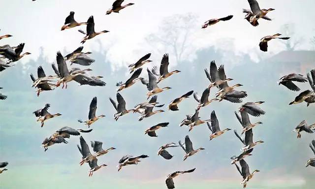 英语常见量词用法大全,英语中各种量词的用法