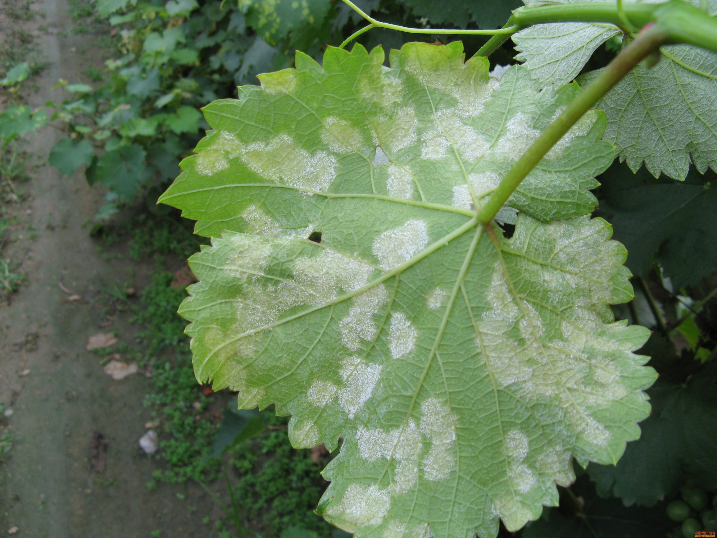 葡萄霜霉病发病规律,葡萄黑痘病的发病规律